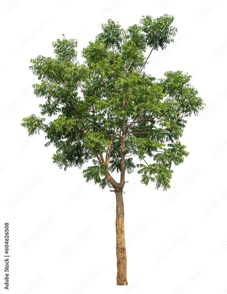 Green tree isolated on transparent background with clipping path and alpha channel. Green tree isolated on transparent background with clipping path and alpha channel.