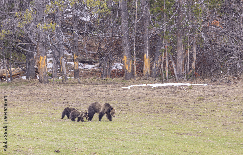 Grizzly Bear Sow and Cubs in Springtime Grizzly Bear Sow and Cubs in Springtime