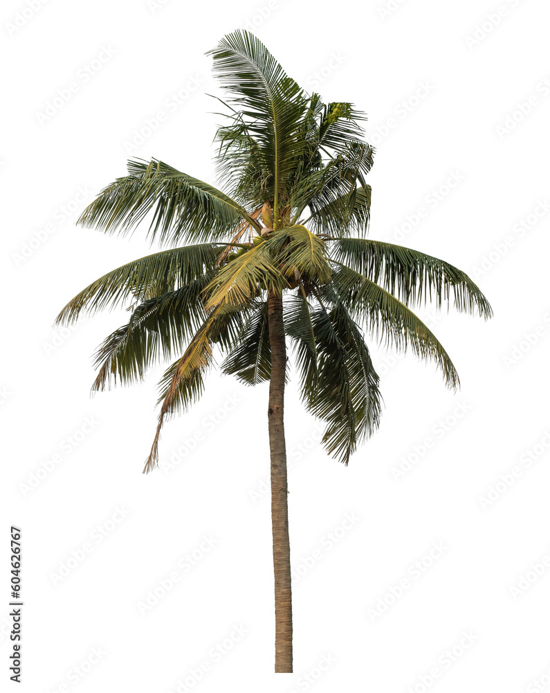 Obraz premium coconut tree isolated on transparent background with clipping path and alpha channel..