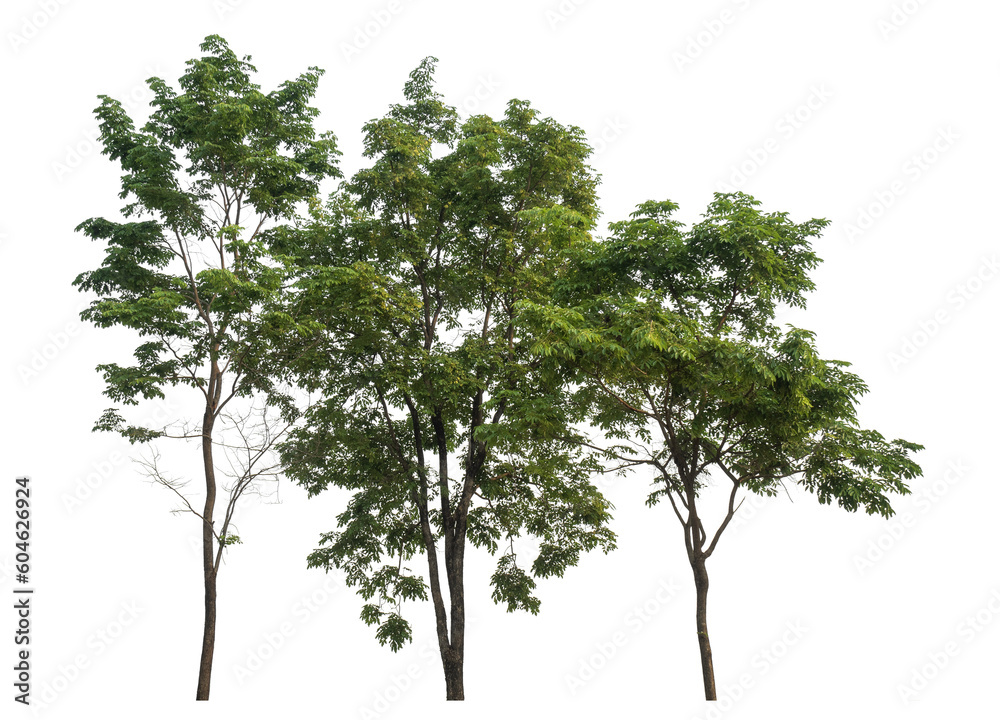 Green tree isolated on transparent background with clipping path and alpha channel. Green tree isolated on transparent background with clipping path and alpha channel.