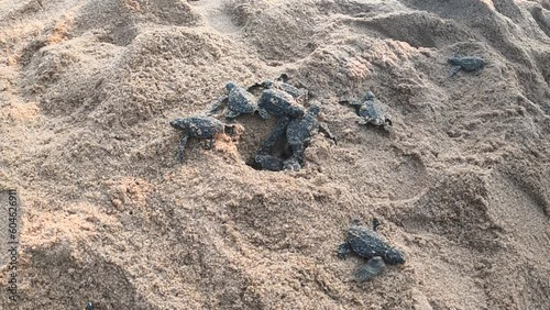 Olive Ridley sea turtle hatchlings crawling out of sand nest for journey towards the sea. Baby sea turtles walking on beach sand.