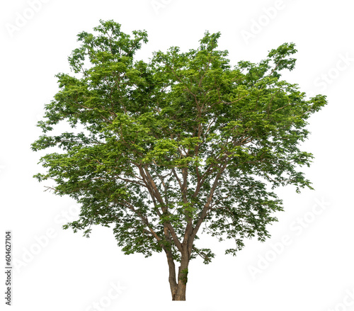 Green tree isolated on transparent background with clipping path and alpha channel.