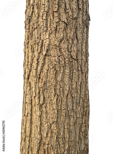 Trunk of a tree Isolated On transparent Background....