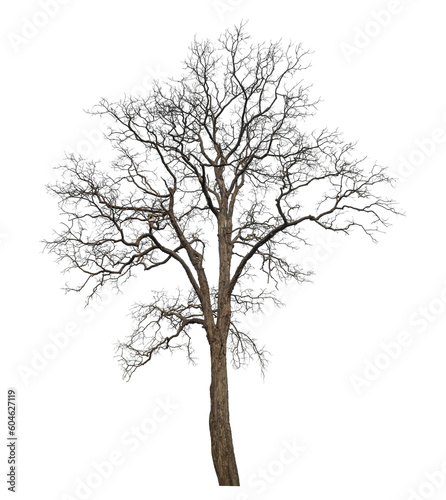 dead tree isolated on transparent background with clipping path and alpha channel.