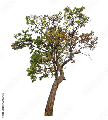 tree isolated on transparent background with clipping path and alpha channel..