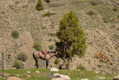 Harnessed horses stand in the mountains  waiting for tourists for a horseback ride. Hiking horseback riding in nature.