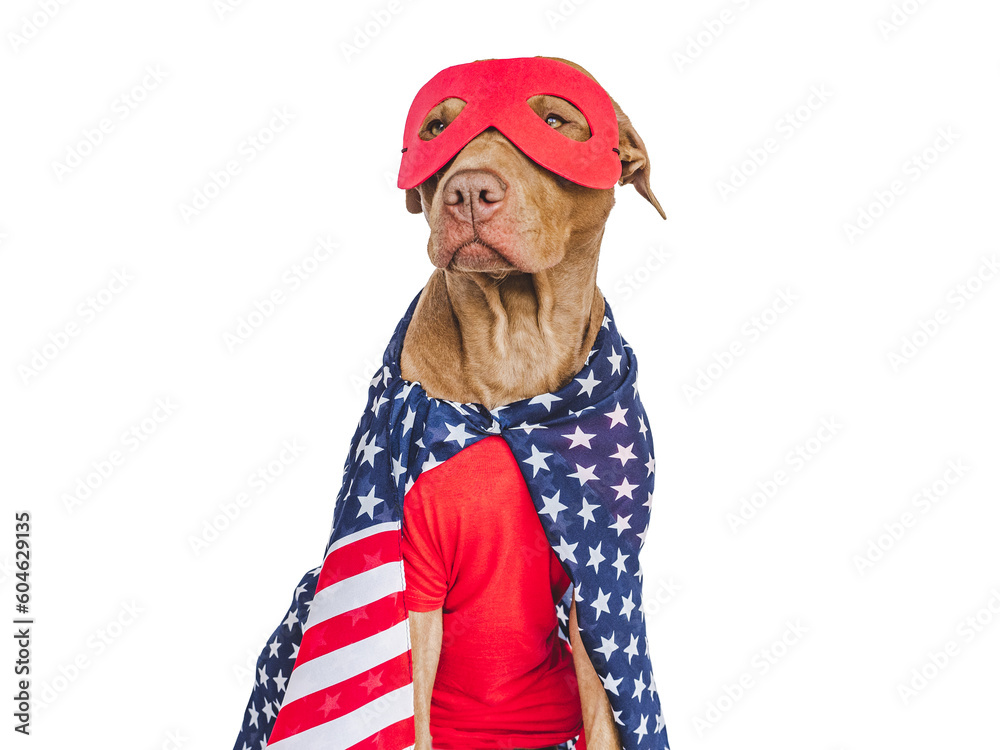 Fototapeta premium Cute brown puppy, Superhero costume and American Flag. Close-up, indoors. Studio shot. Congratulations for family, loved ones, friends and colleagues. Pets care concept