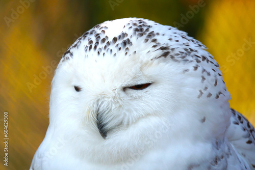 bubu scandiacus snow owl looking sidewards