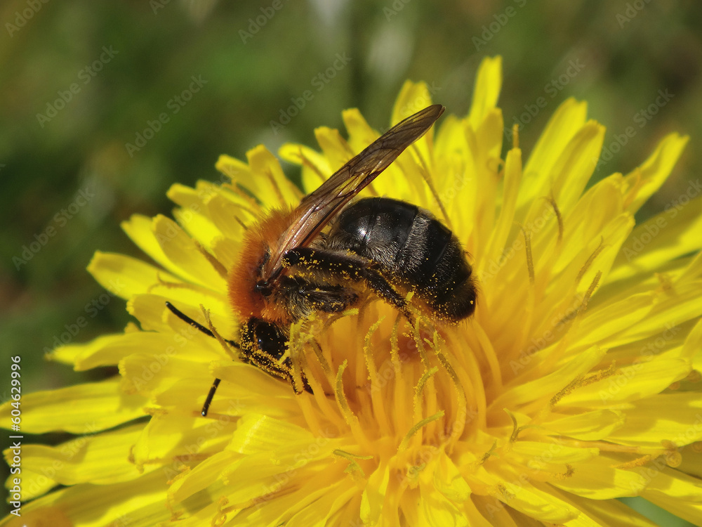 Female grey-patched mining bee (Andrena nitida) feeding on a yellow dandelion flower Female grey-patched mining bee (Andrena nitida) feeding on a yellow dandelion flower