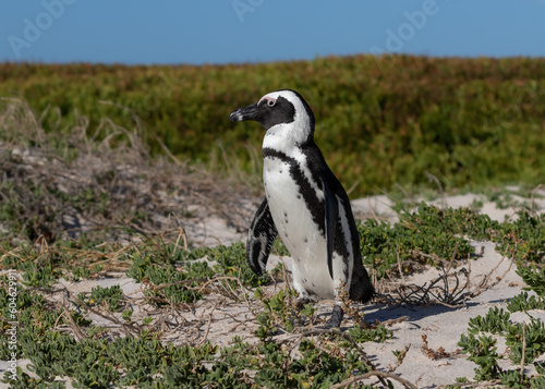 One jackass penguin walking in its breeding ground at Boulders Beach in Simonstown, South Africa