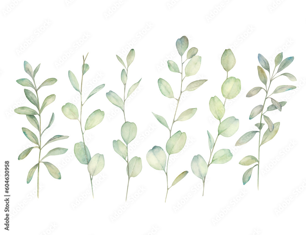 Watercolor eucalyptus branches set on white background. Hand drawn isolated  illustration. Botanical objects.