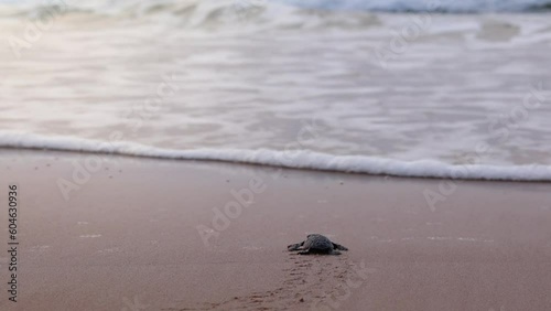 Olive Ridley turtle hatchling crawling on sand of sea beach towards the ocean.