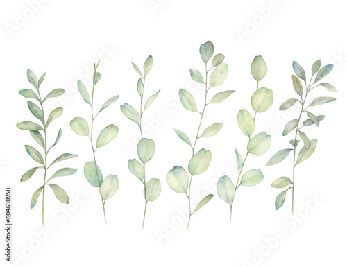Watercolor eucalyptus branches set on white background. Hand drawn isolated illustration. Botanical objects.