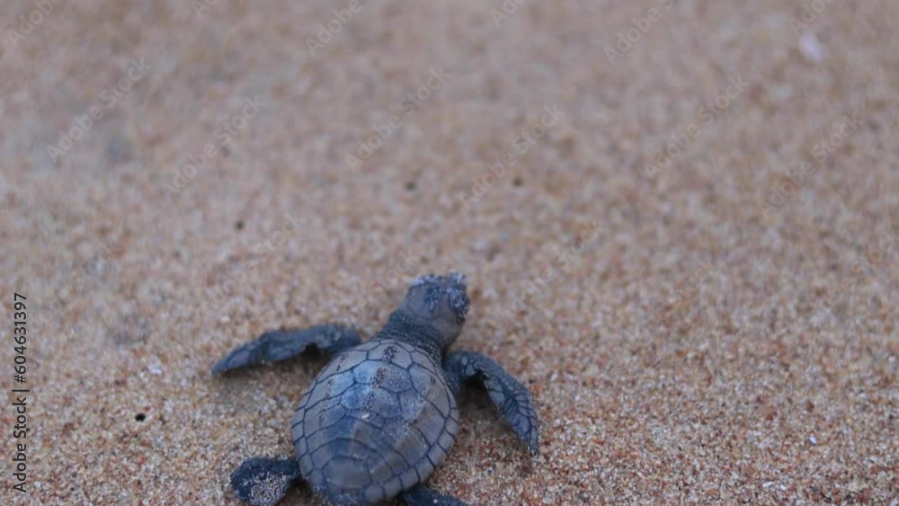 Olive Ridley turtle hatchling crawling on sand of sea beach towards the ocean.