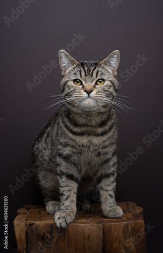 tabby British shorthair cat looking at the camera. The animal has a serious expression and is sitting on a wooden table or podest. Studio shot on brown background with copy space