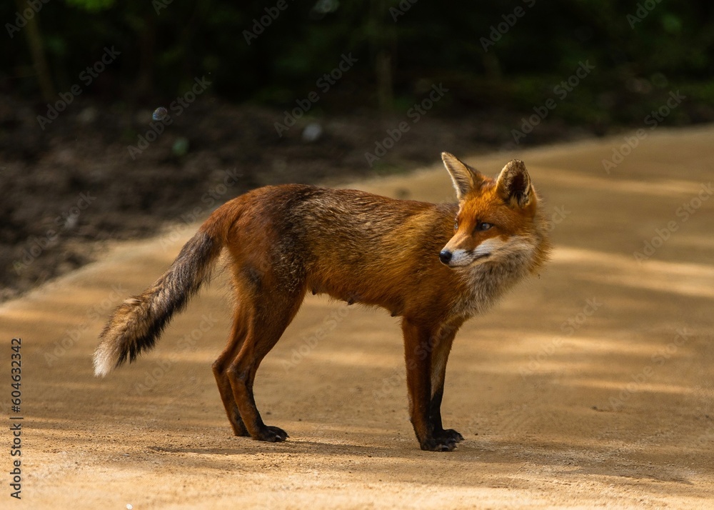 Fototapeta premium Red Fox