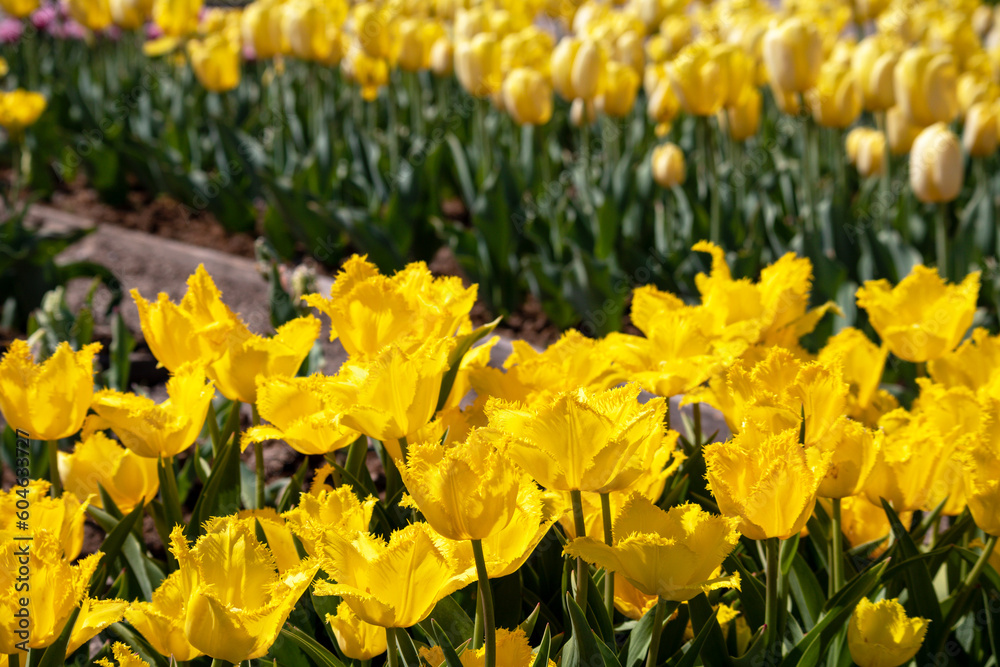 yellow tulips in the garden yellow tulips in the garden