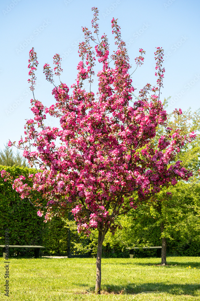 A tree with pink flowers in a garden
