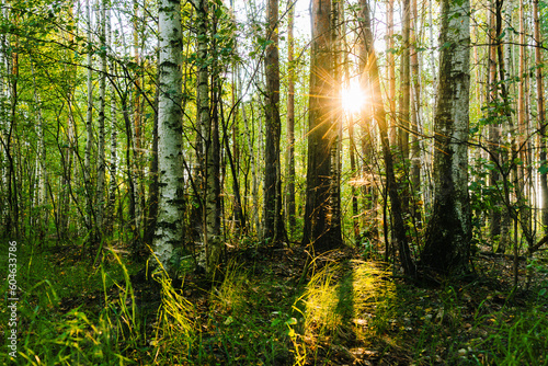 sunlight in the forest