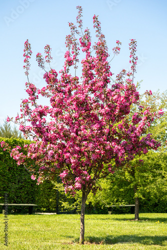 A tree with pink flowers in a garden