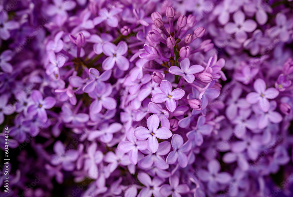 Lilac flower petals ingredient template. Beautiful lilac flowers. Spring blossom. Lilac background. Purple lilac flowers spring blooming background Lilac flower petals ingredient template. Beautiful lilac flowers. Spring blossom. Lilac background. Purple lilac flowers spring blooming background