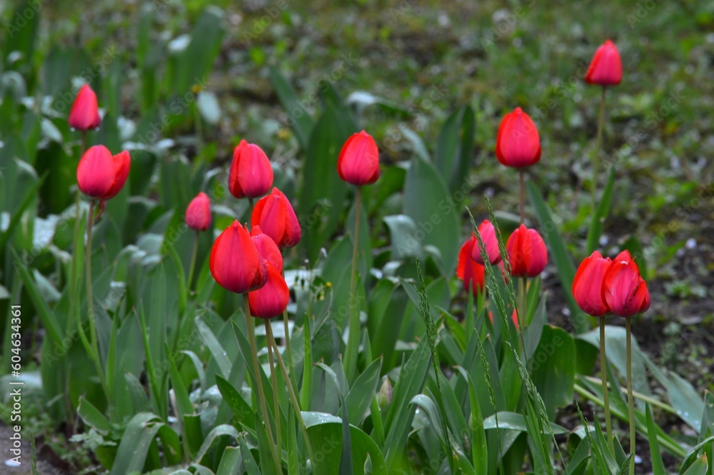 tulips in spring with raindrops tulips in spring with raindrops