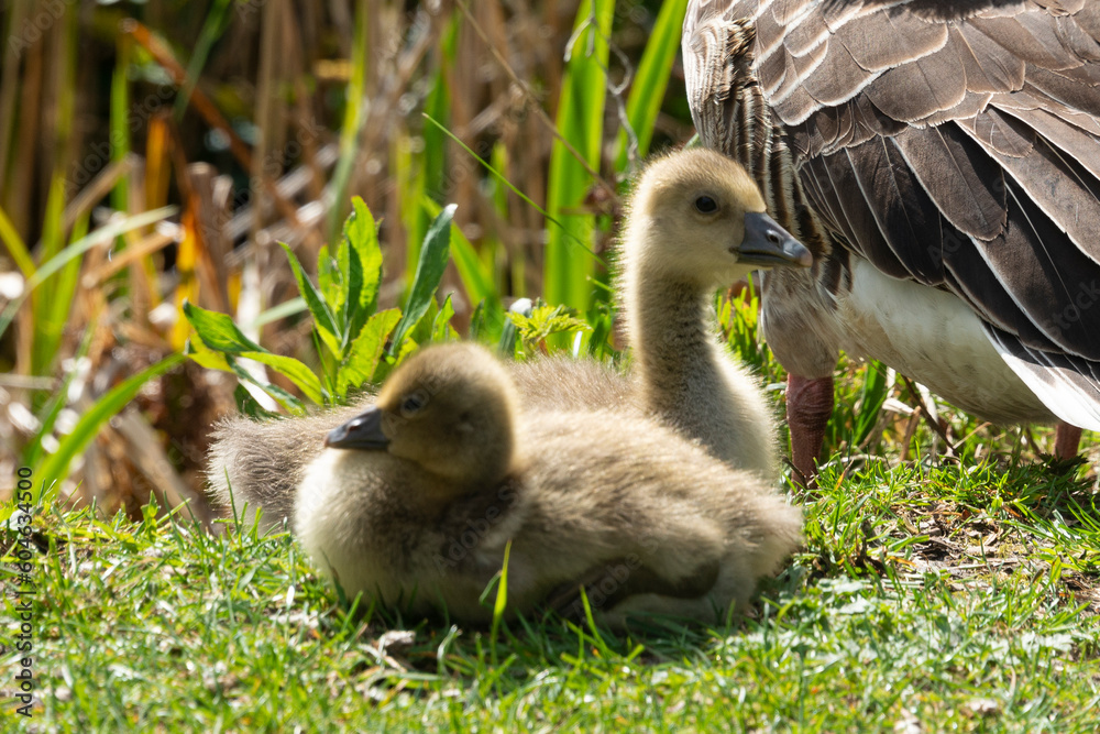 Oie cendrée, Anser anser, Greylag Goose, Ile Texel, Pays Bas Oie cendrée, Anser anser, Greylag Goose, Ile Texel, Pays Bas