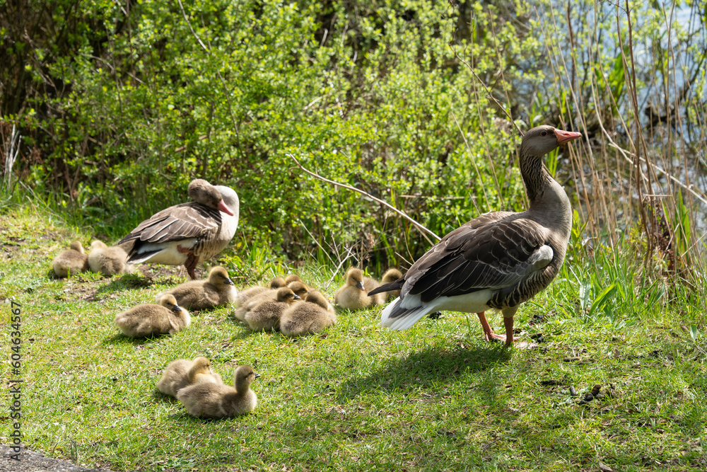 Oie cendrée, Anser anser, Greylag Goose, Ile Texel, Pays Bas Oie cendrée, Anser anser, Greylag Goose, Ile Texel, Pays Bas