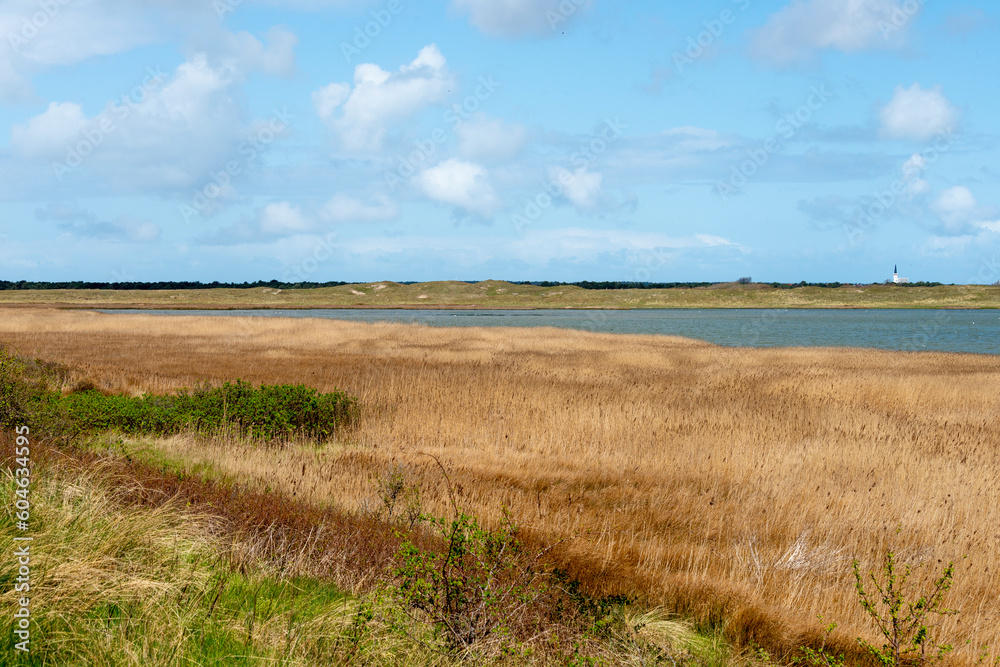Parc national, Mer des Wadden, île de la Frise, Ile Texel, Pays Bas