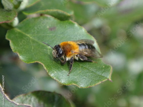 Female grey-patched mining bee (Andrena nitida) resting on a green leaf © Distracted_by_Bugs