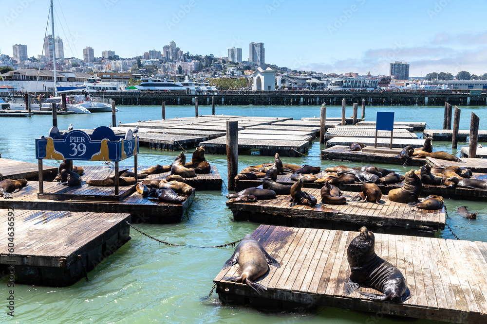 Obraz premium Sea lions at Pier 39 in San Francisco