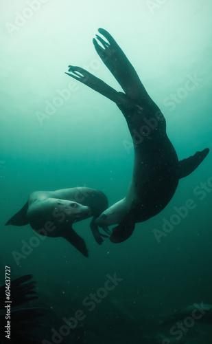 Sea Lion Swimming Underwater in the Pacific Ocean on the West Coast. Hornby Island  British Columbia  Canada.