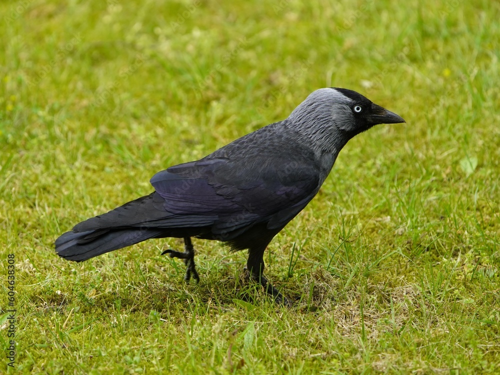 Western Jackdaw foraging (Corvus monedula), crow family. Hanover, Germany