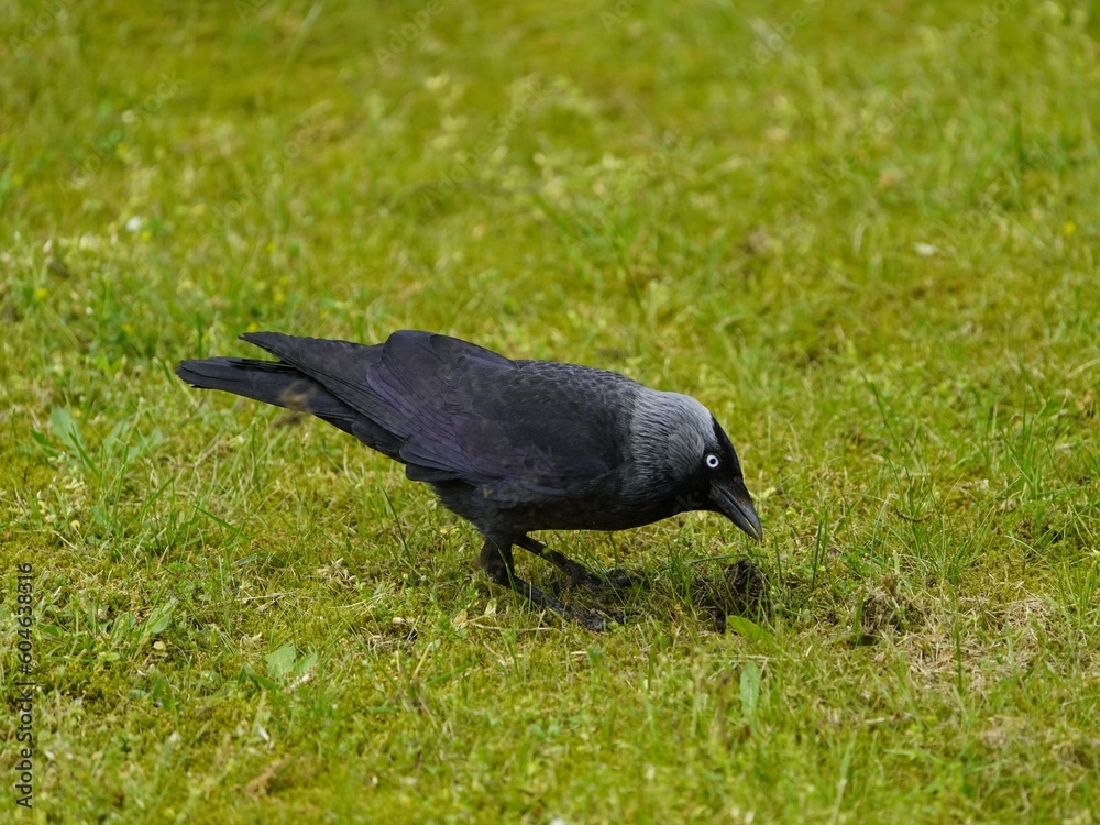 Obraz premium Western Jackdaw foraging (Corvus monedula), crow family. Hanover, Germany