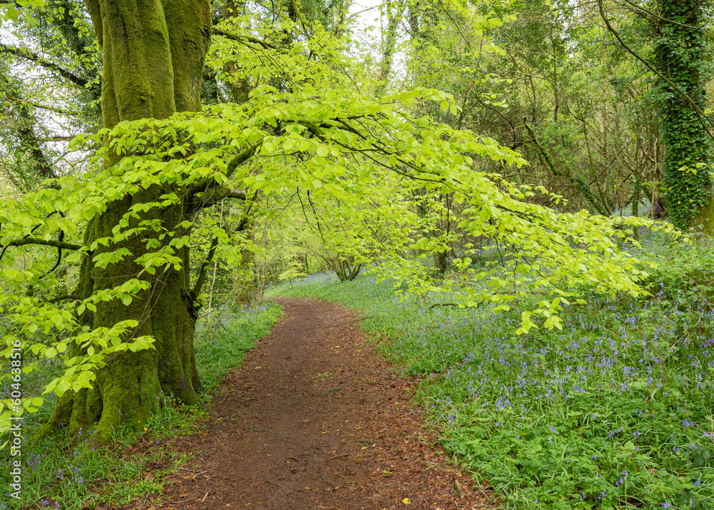 Lush green native tree in British woodland over path Lush green native tree in British woodland over path