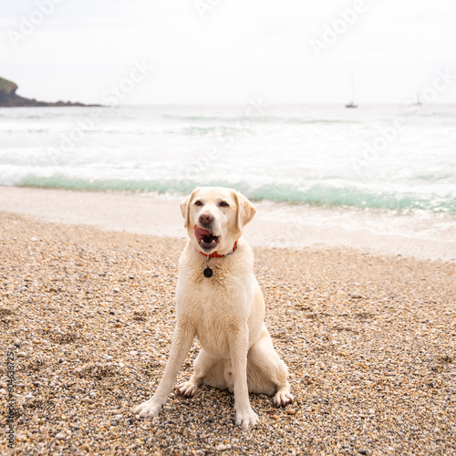 Fototapeta Naklejka Na Ścianę i Meble -  Purebred yellow labrador retriever on pebble beach
