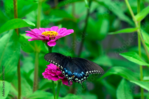 Swallowtail Butterfly and daisy