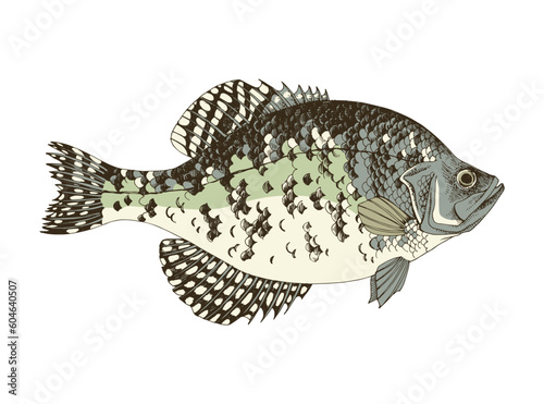 White crappie. Fresh water fish 