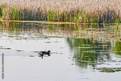 Two wood ducks Aix sponsa swimming on the lake photo