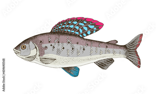 Arctic grayling, freshwater fish in side view