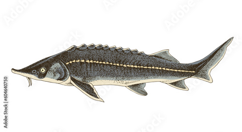 Sterlet or Sterlet sturgeon. Fresh water fish