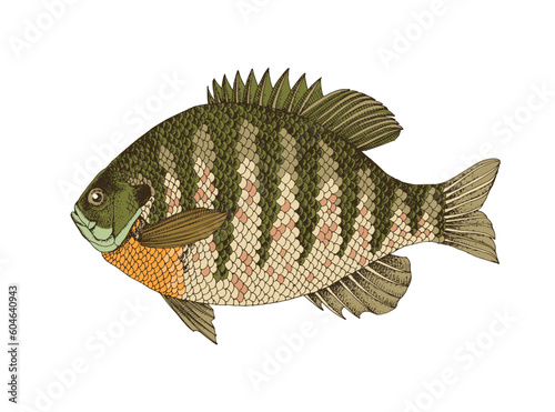 Bluegill sunfish. Fresh water fish 