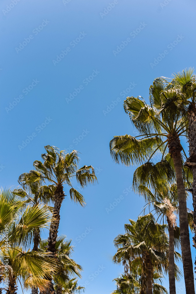 Fototapeta premium palmeras en boulevard
