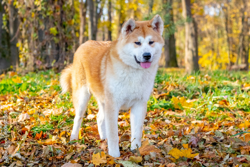 Akita dog in an autumn park for a walk