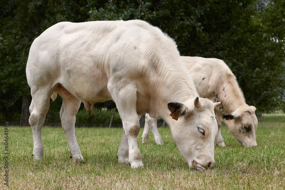 White cows graze on the meadow White cows graze on the meadow