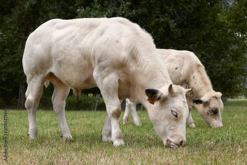 White cows graze on the meadow