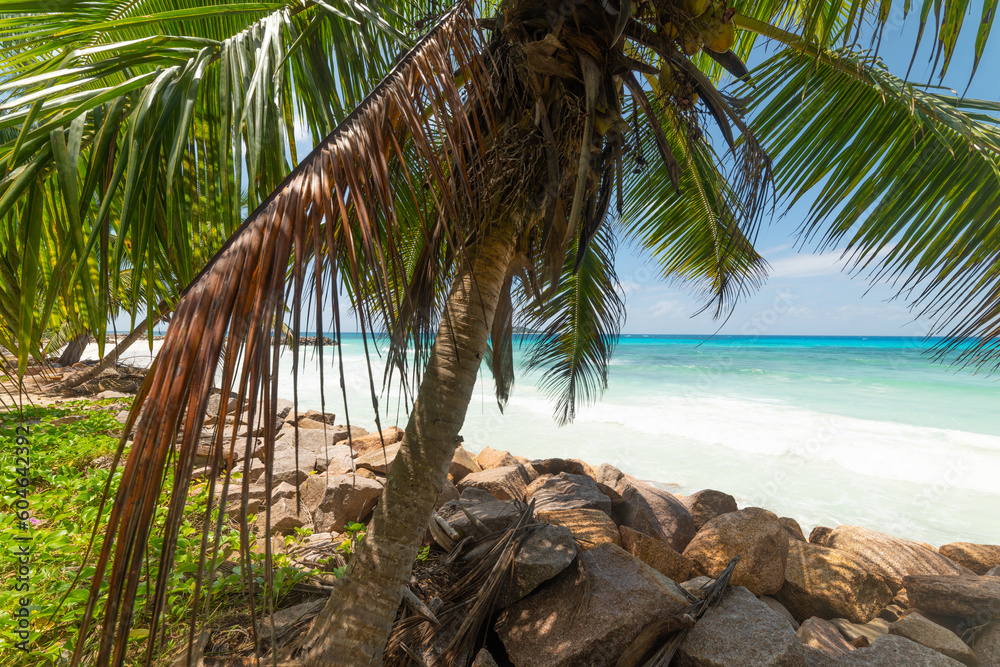 Palm trees by the sea in Anse Kerlan beach Palm trees by the sea in Anse Kerlan beach
