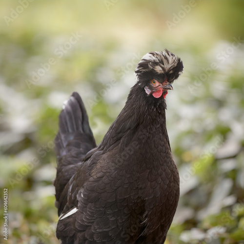 Black Poland chicken free in garden on blurred background