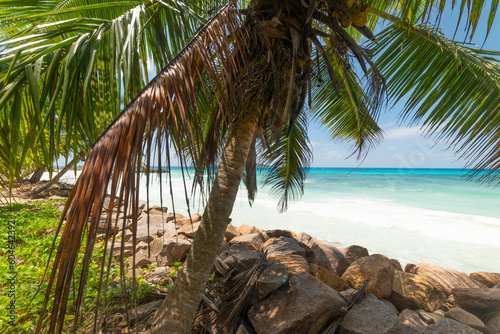 Palm trees by the sea in Anse Kerlan beach photo