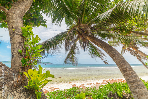 Palm trees by the sea in Anse Fourmis beach